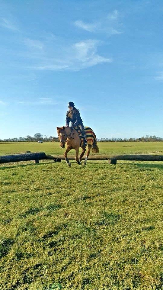 Anden særlig race Cody. billede 5