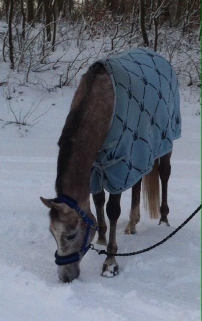 Arabisk fuldblod (OX) Badi Al Zaman billede 11