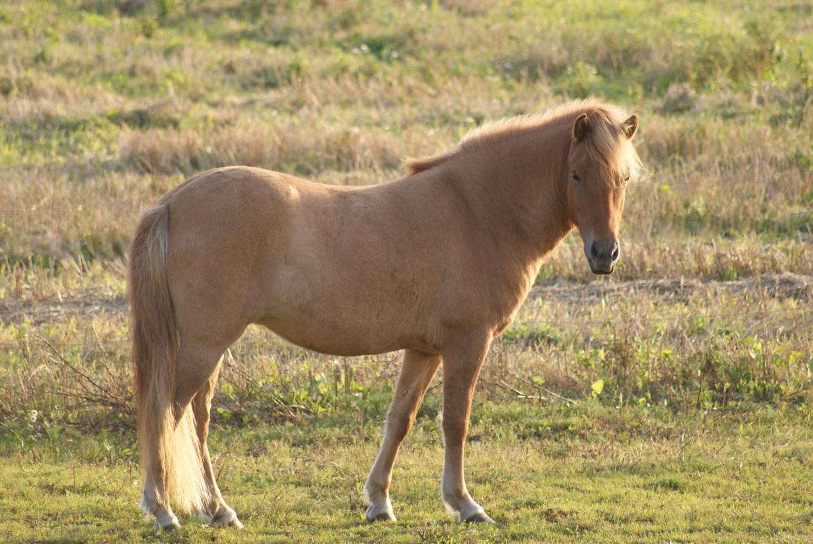 Islænder Tritla - Trille <3 billede 18