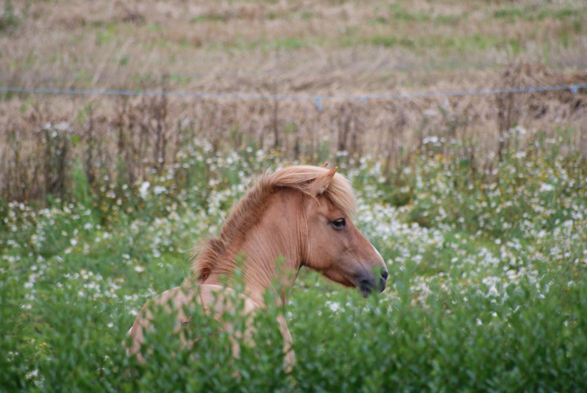 Islænder Sóley fra Röðli billede 12