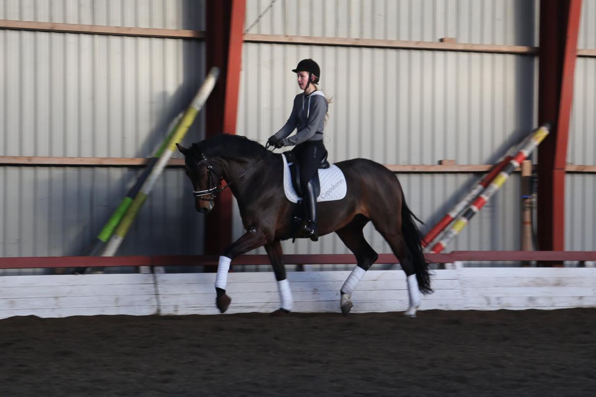 Dansk Varmblod Gørklintgårds Gaia - Kursus ved Cathrine Dufour i December 2014 billede 4