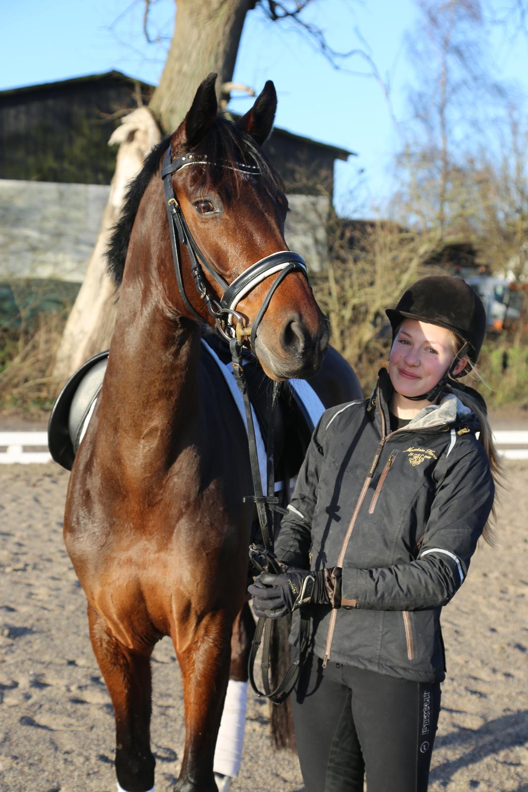 Dansk Varmblod Gørklintgårds Gaia billede 5