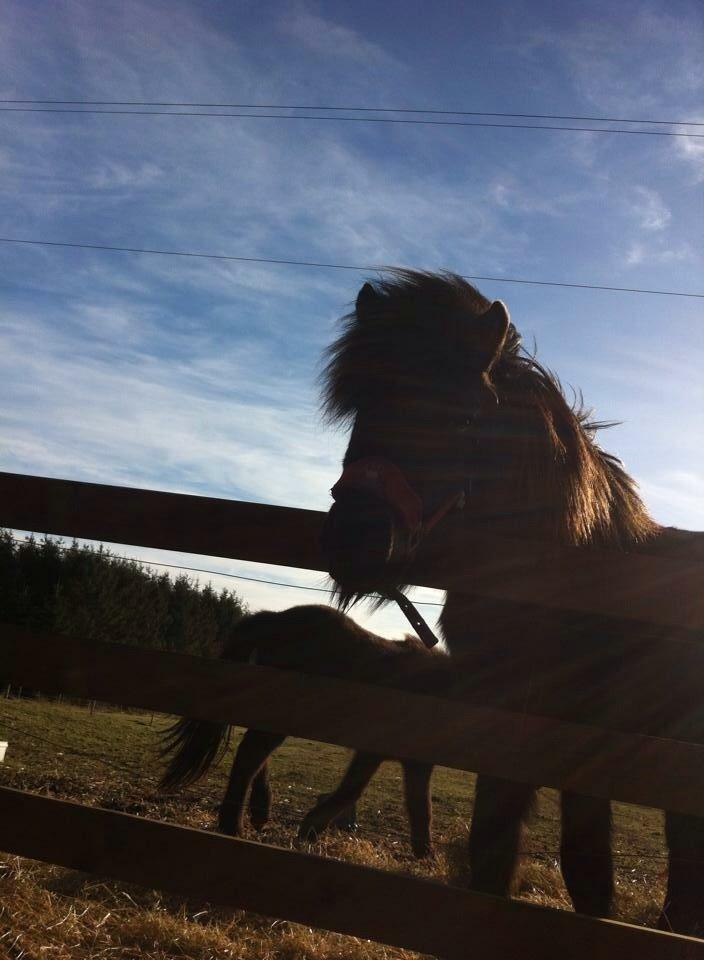 Islænder Tristan fra Anegaarden billede 16