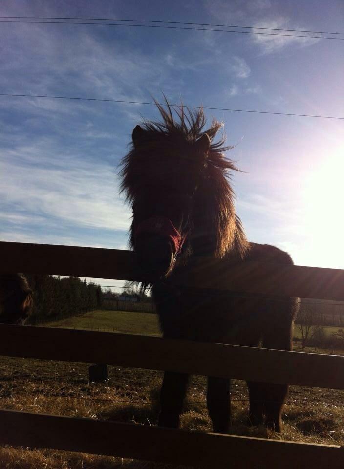 Islænder Tristan fra Anegaarden billede 17