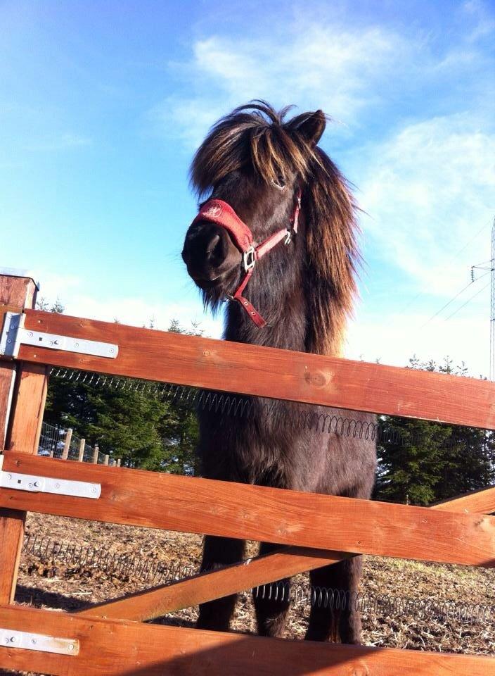 Islænder Tristan fra Anegaarden billede 18