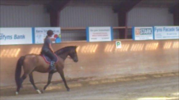 New Forest Birkilds Moreno - 2 gang jeg prøvede ham.  billede 6