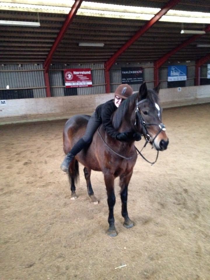 New Forest Birkilds Moreno billede 8