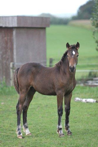 New Forest Birkilds Moreno billede 7