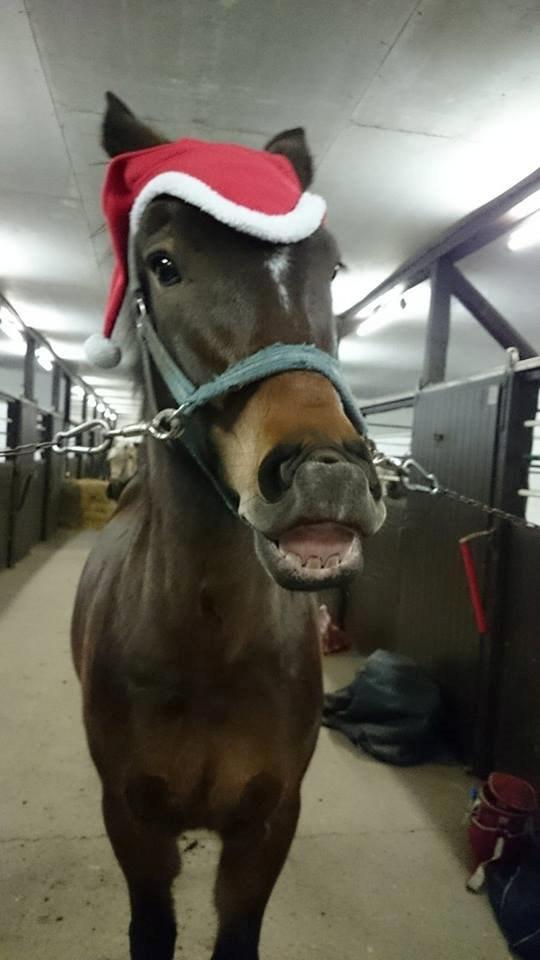 New Forest Birkilds Moreno billede 9