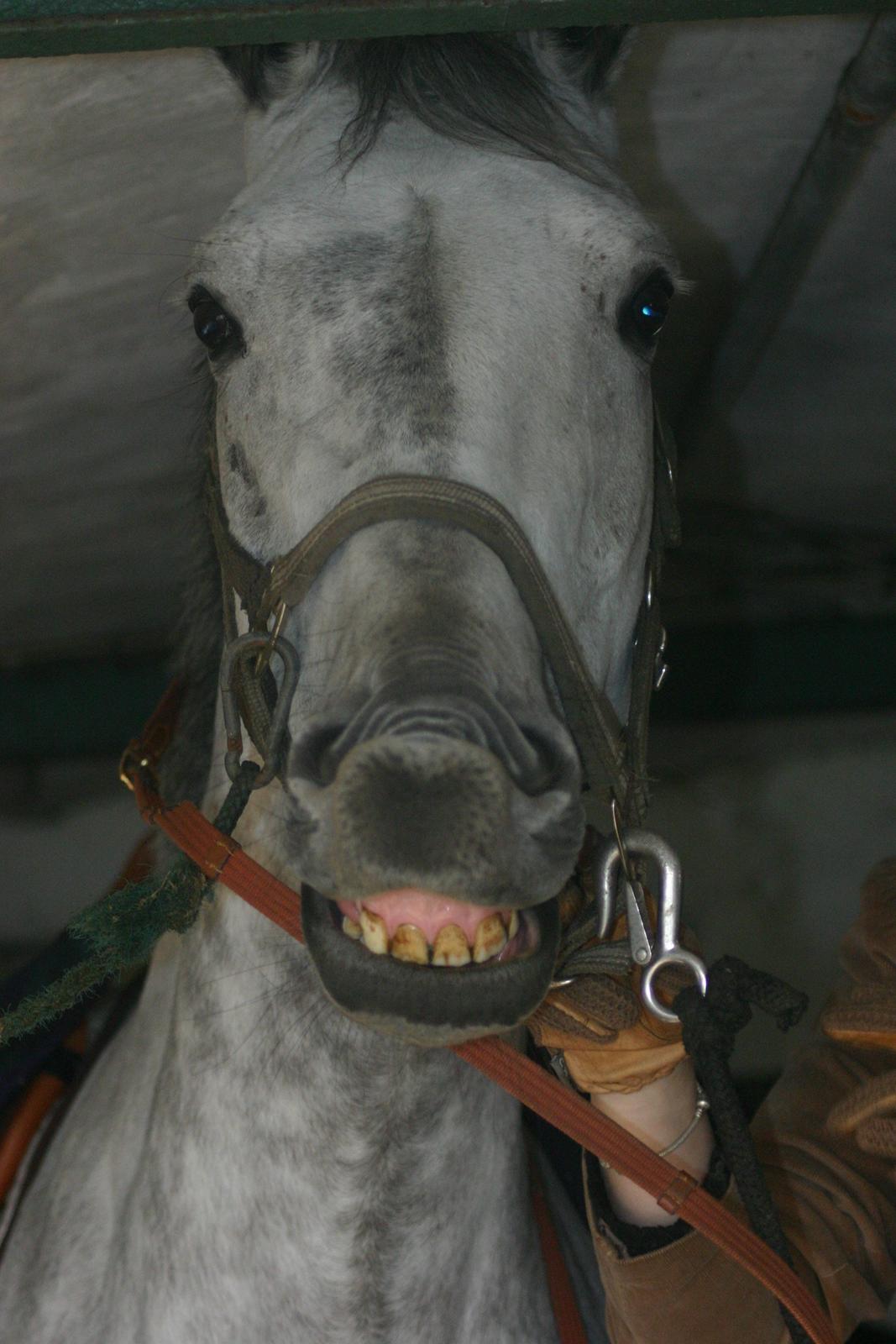 Dansk Varmblod Hoeck's Corina *For evigt elsket <3* - Cirkeline's sødeste egenskab, at smile når hun blev sadlet op :) billede 40