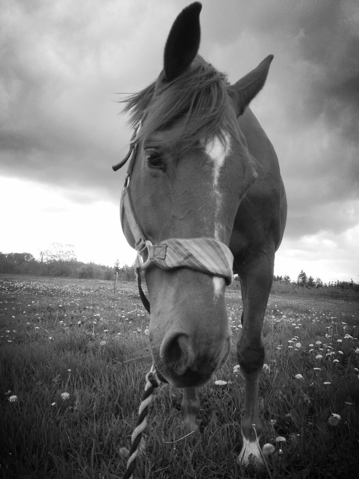 Anden særlig race Djibsi May - Hygge trold <3 "neeeej hvad er det for noget?" billede 10