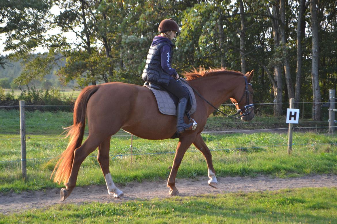 Anden særlig race Djibsi May billede 2