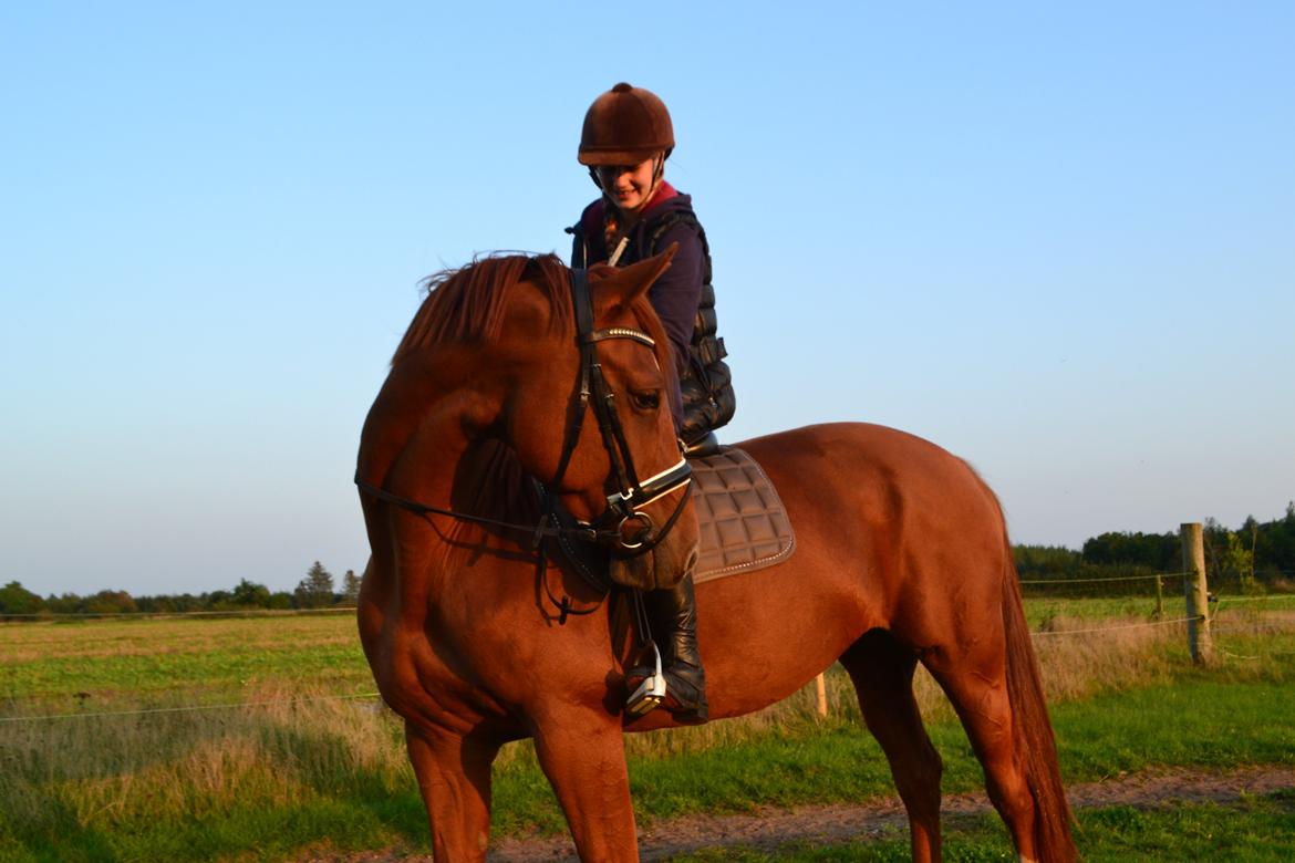 Anden særlig race Djibsi May billede 1