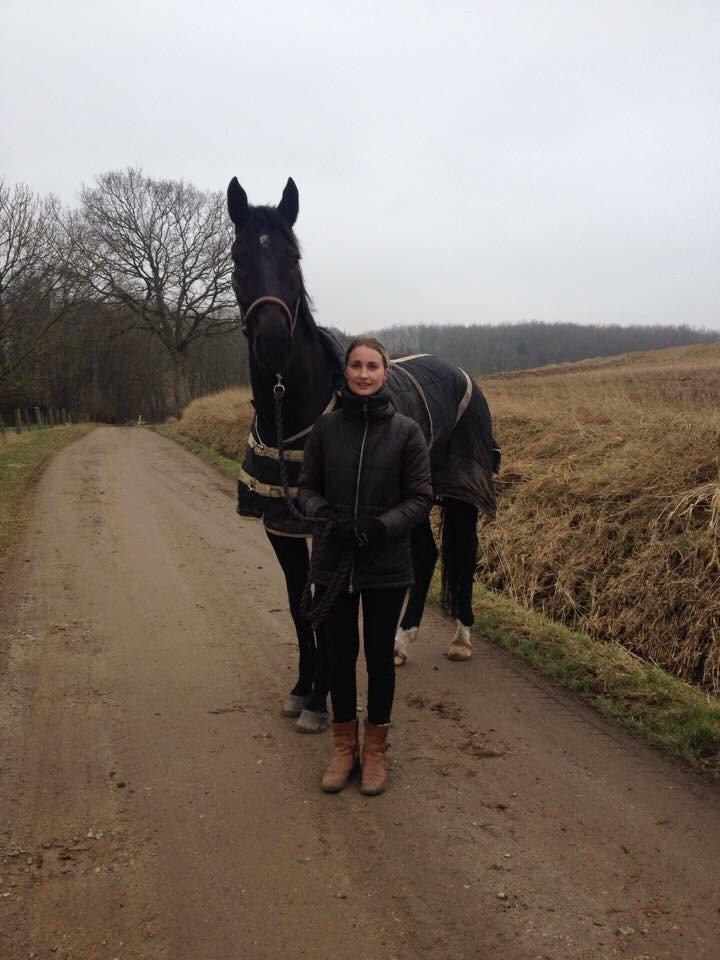 Dansk Varmblod Grandalsgårds Dakota -tidligere hest billede 15