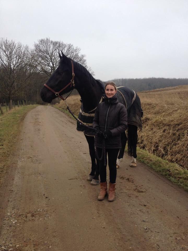 Dansk Varmblod Grandalsgårds Dakota -tidligere hest billede 17