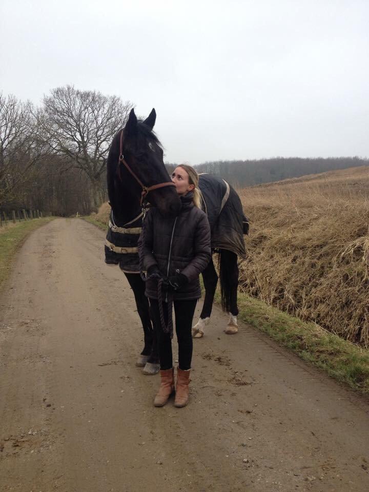 Dansk Varmblod Grandalsgårds Dakota -tidligere hest billede 20