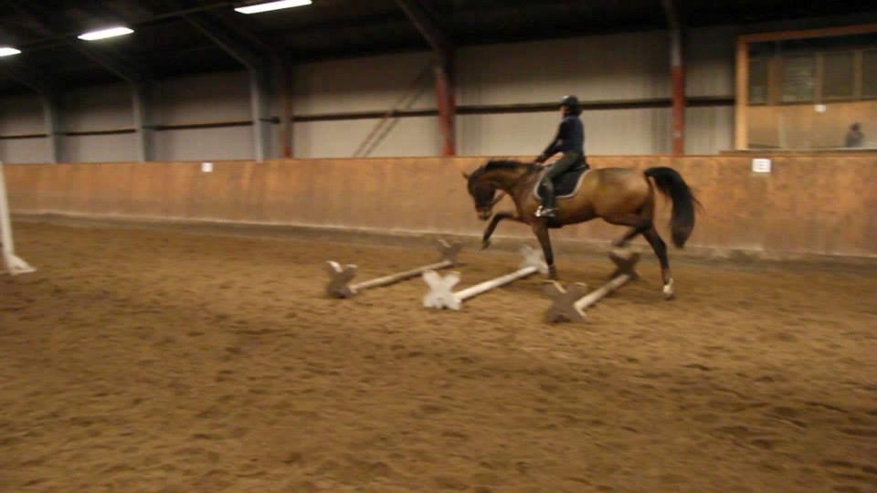 Dansk Varmblod Lasal billede 5