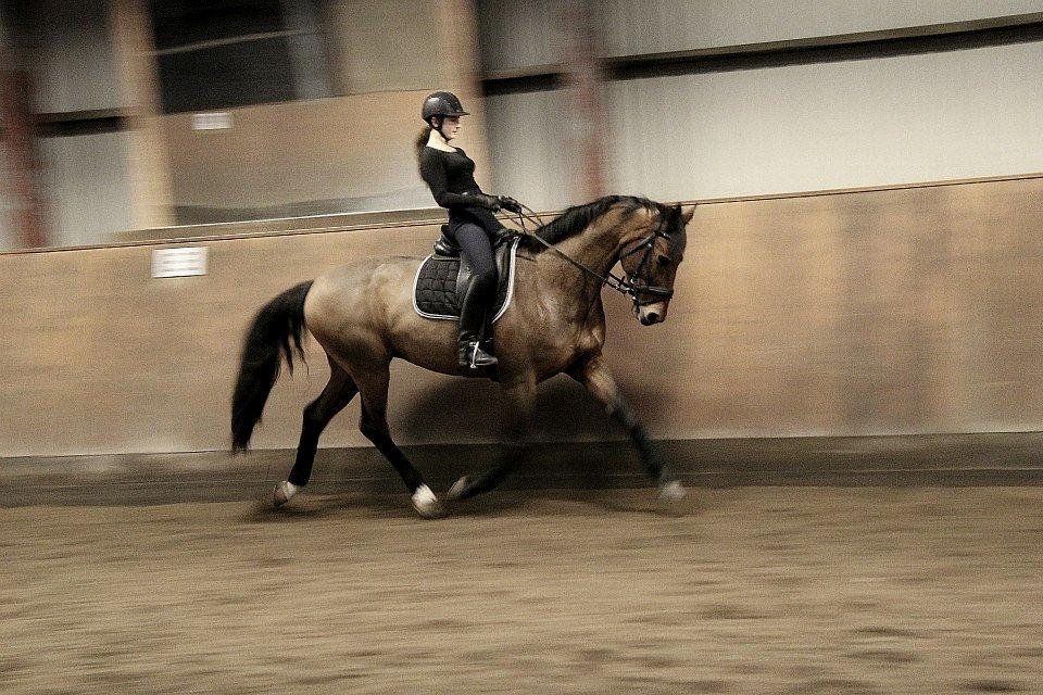 Dansk Varmblod Lasal billede 3