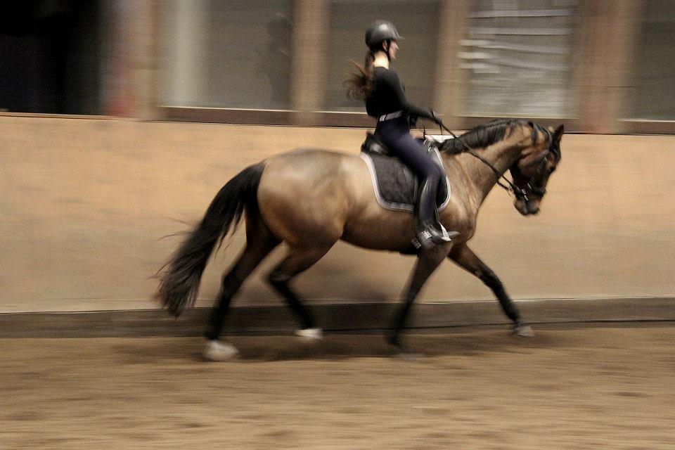 Dansk Varmblod Lasal billede 7