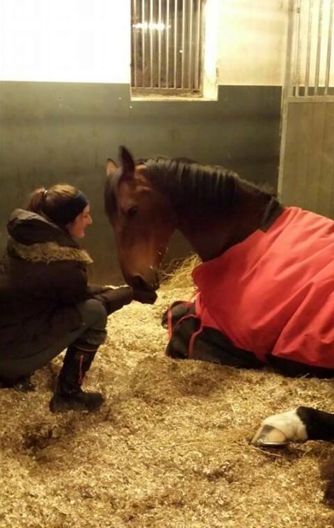 Dansk Varmblod Lasal billede 8