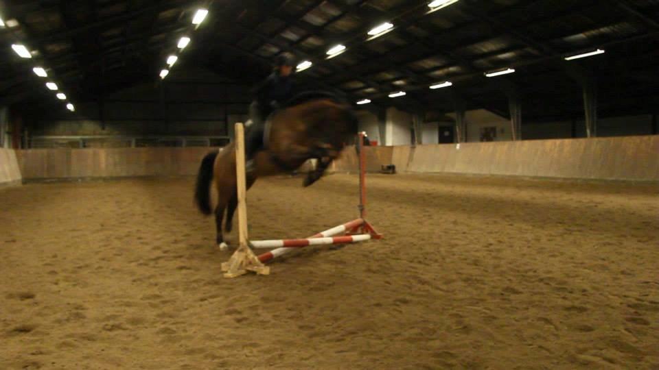 Dansk Varmblod Lasal billede 9