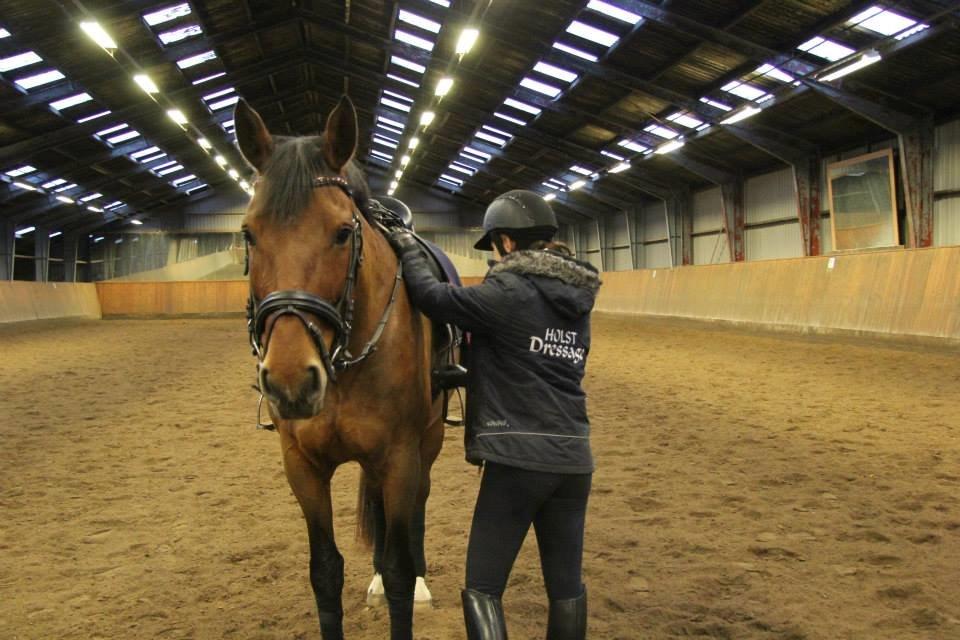 Dansk Varmblod Lasal billede 10