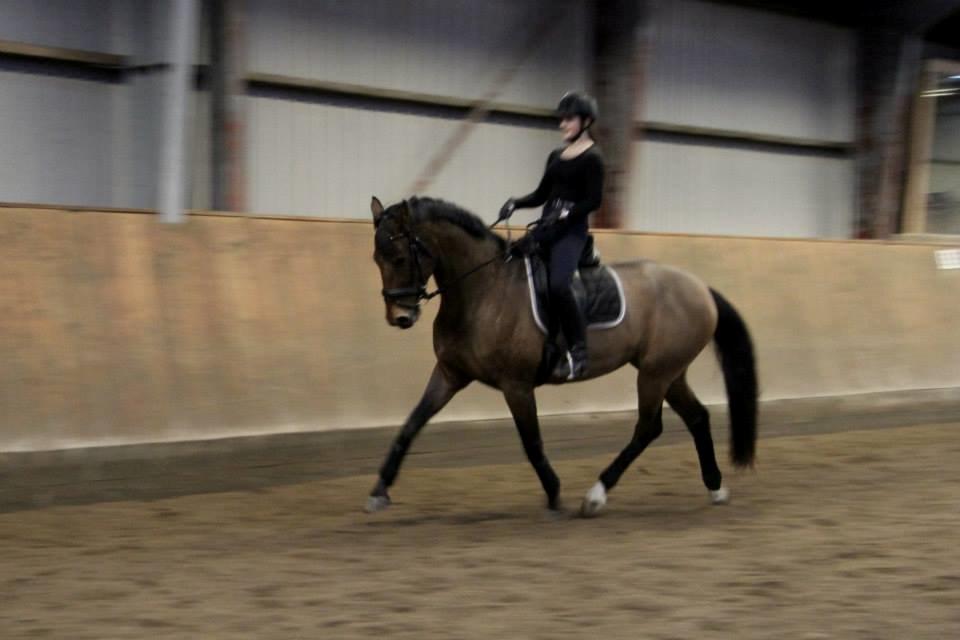 Dansk Varmblod Lasal billede 11