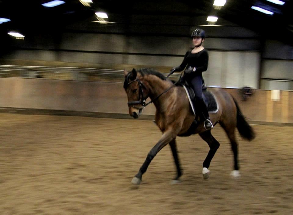 Dansk Varmblod Lasal billede 12