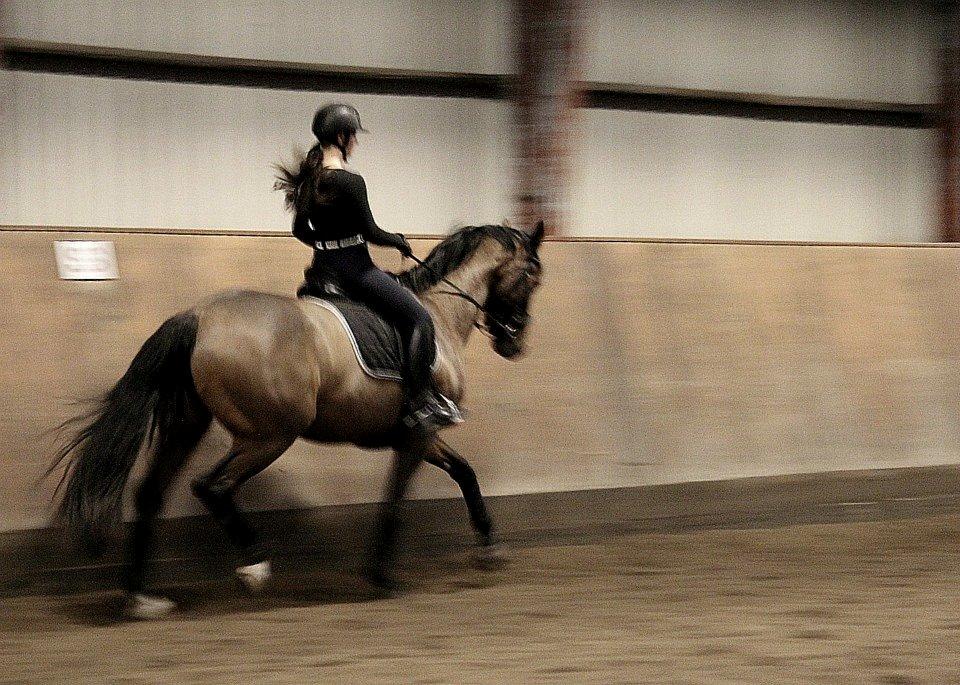 Dansk Varmblod Lasal billede 13