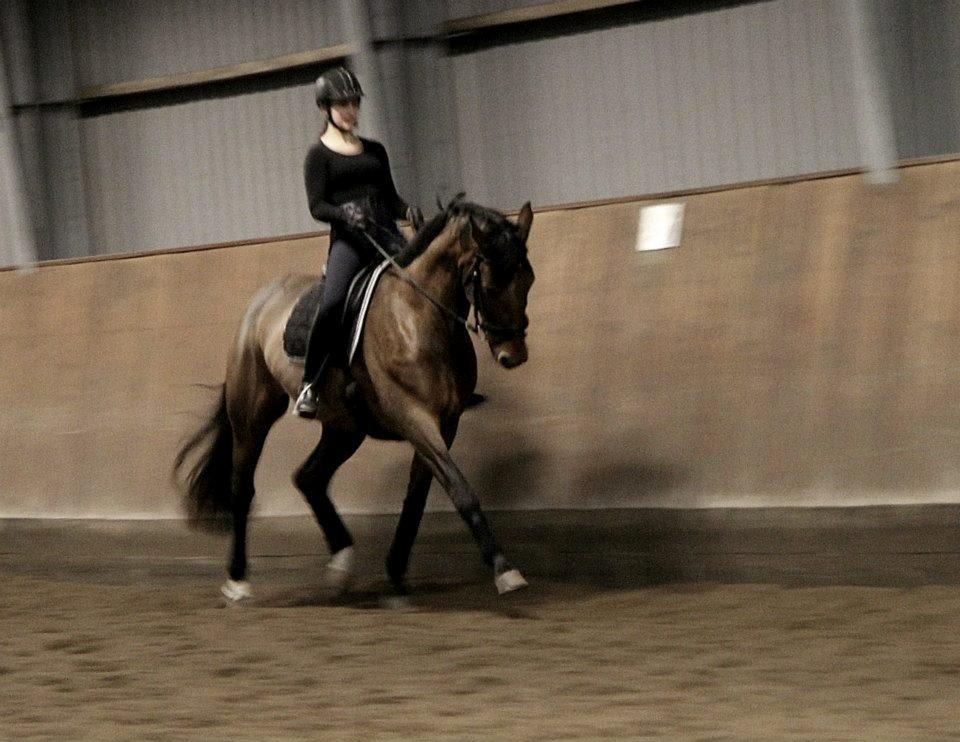 Dansk Varmblod Lasal billede 14