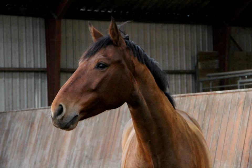 Dansk Varmblod Lasal billede 15