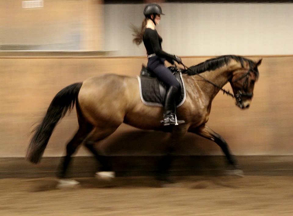 Dansk Varmblod Lasal billede 1