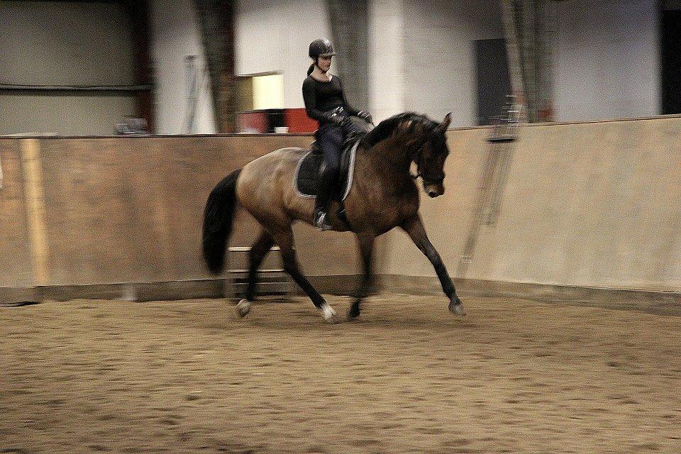 Dansk Varmblod Lasal billede 6