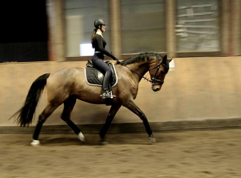 Dansk Varmblod Lasal billede 2