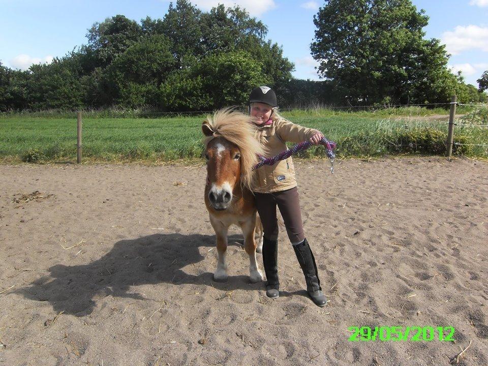 Shetlænder Artus - Mig og min lille basse mand<3<3 billede 9