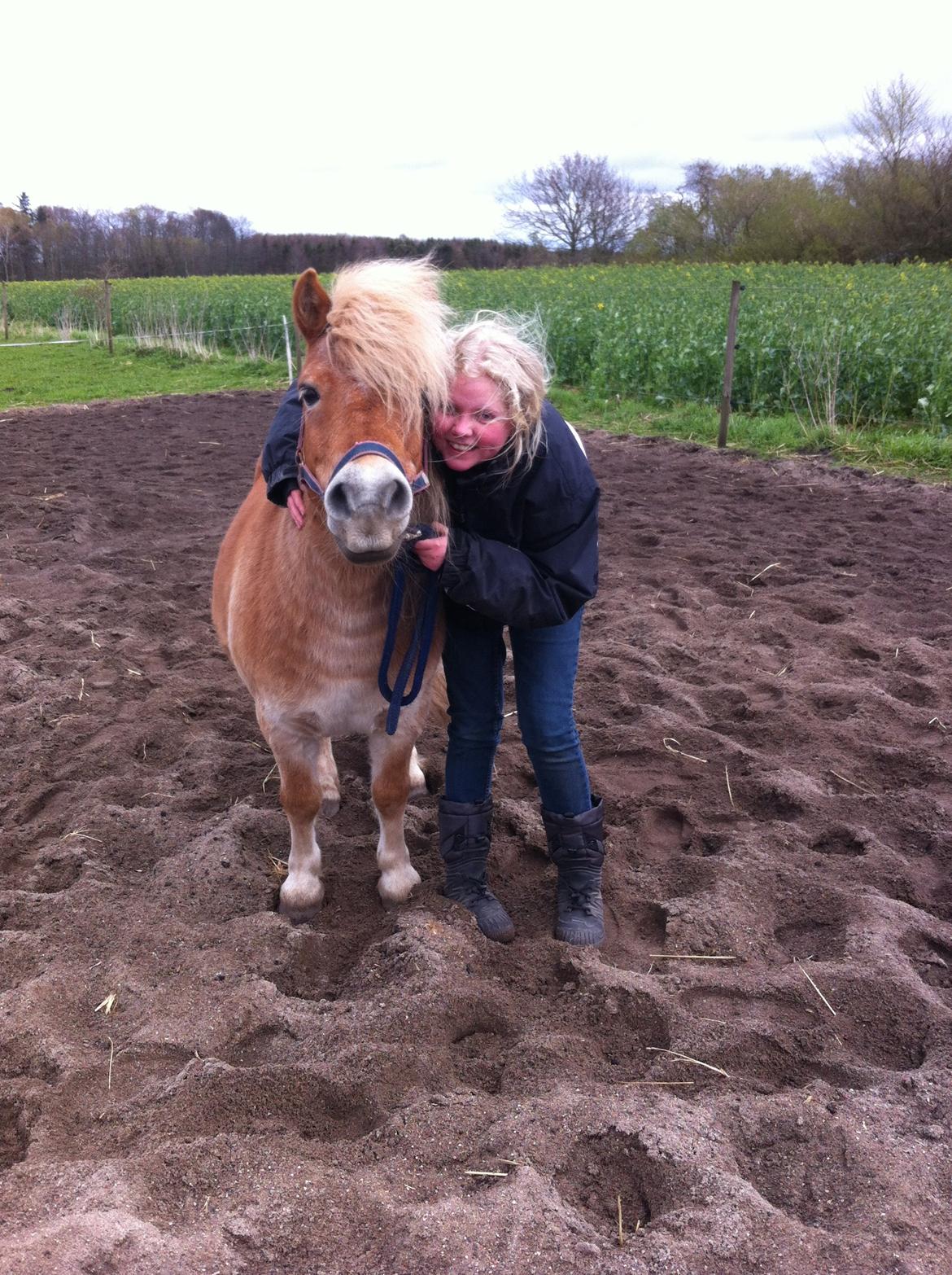 Shetlænder Artus - <3<3 billede 10