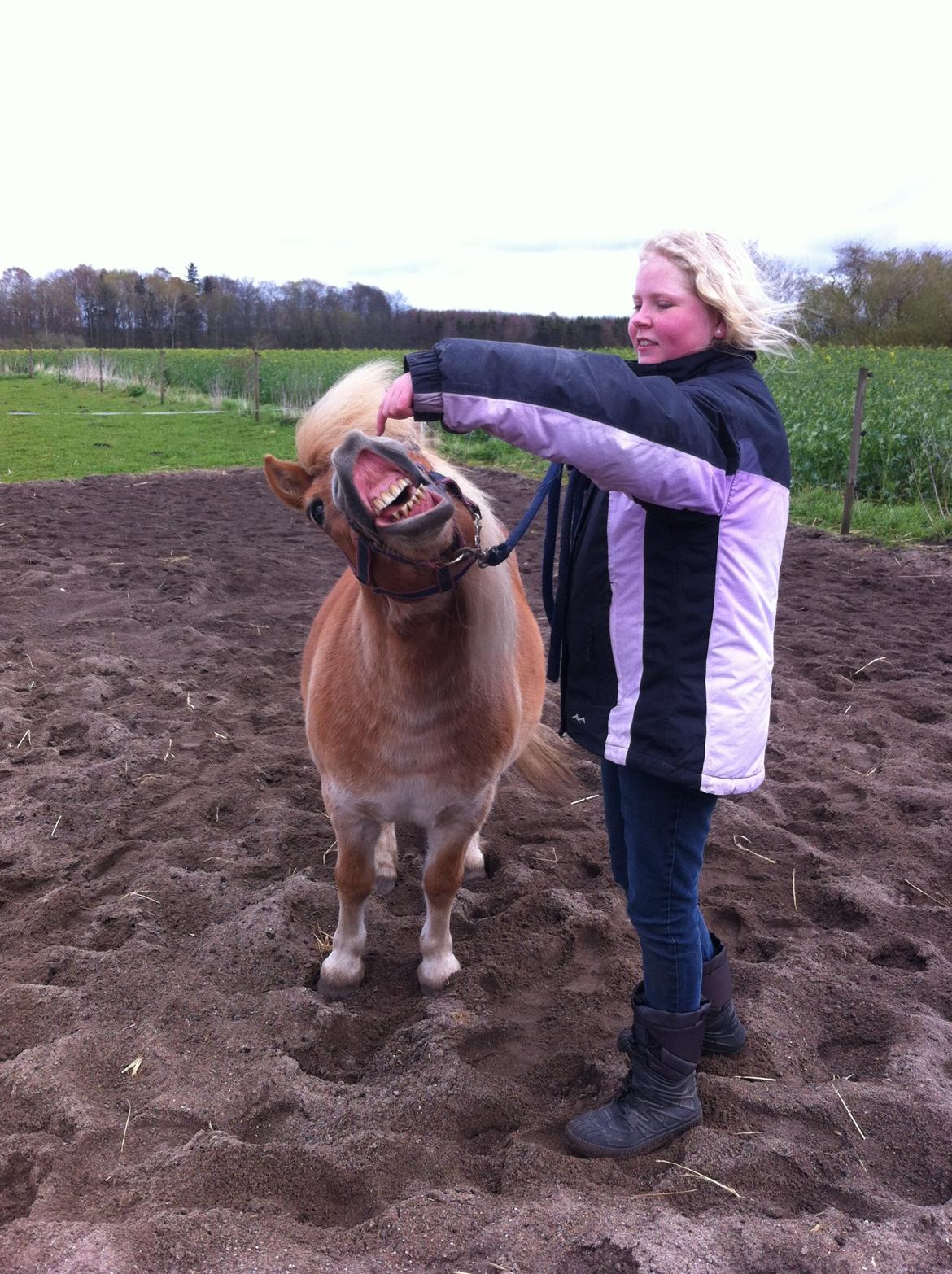 Shetlænder Artus - Første gang han smiler:-D billede 12