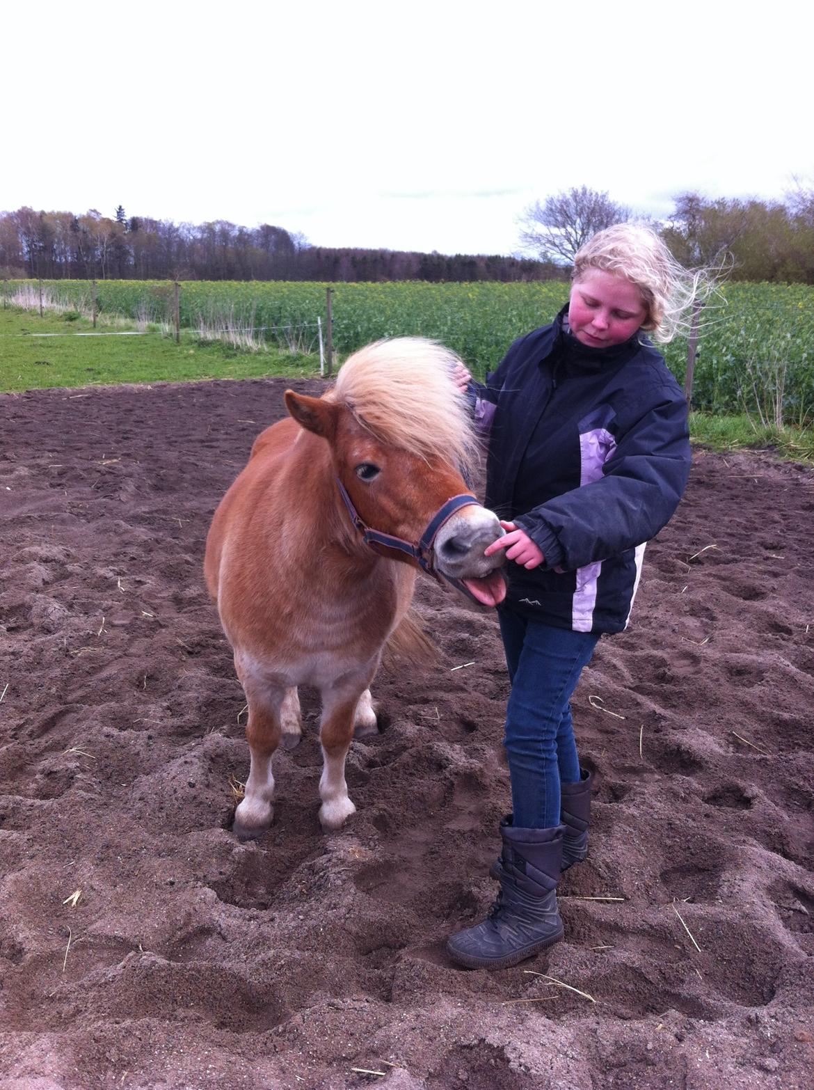 Shetlænder Artus - Min basse rækker tunge:-P billede 11