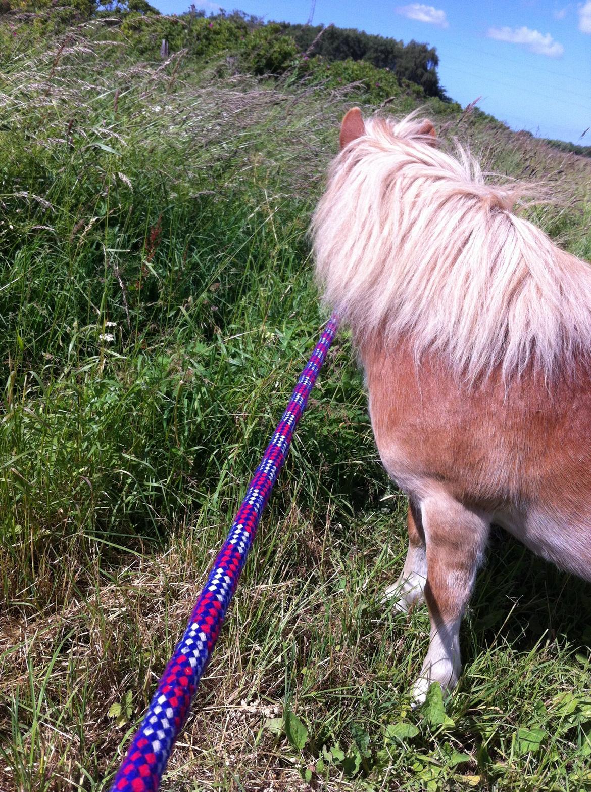 Shetlænder Artus - Mig og Artus på en lille tur:-D billede 15