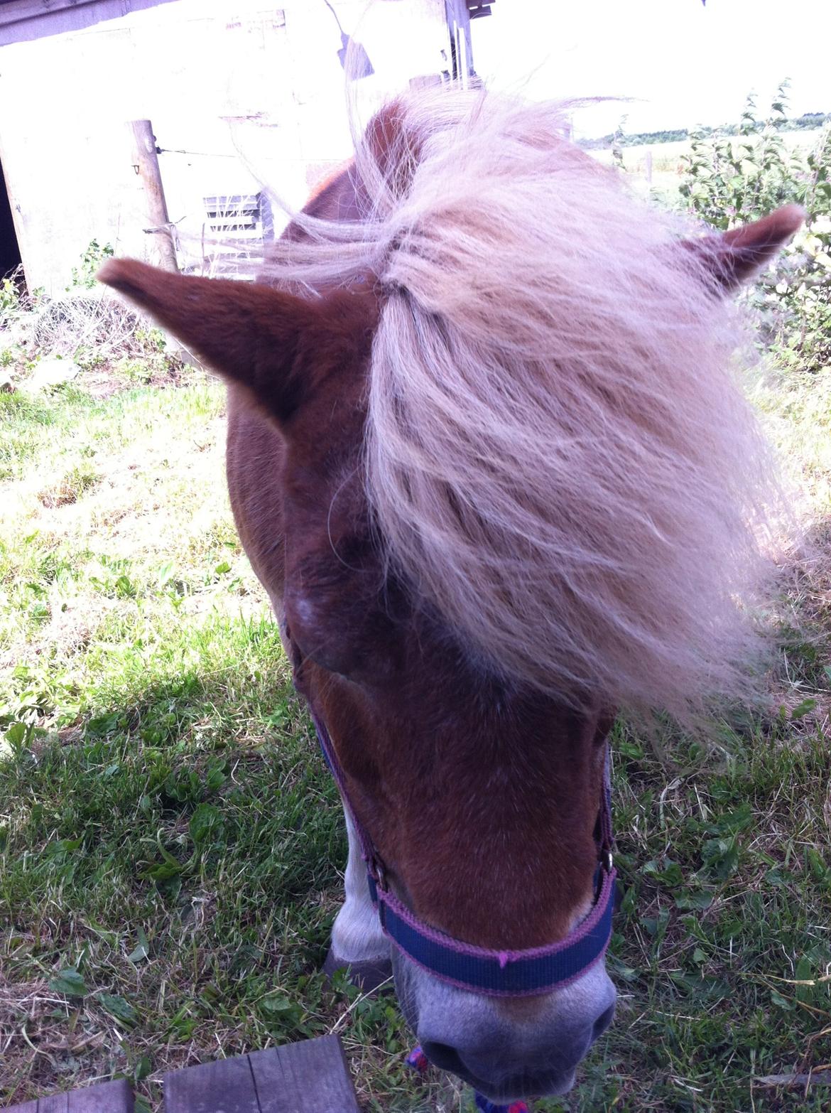 Shetlænder Artus - Artus med øre der stritter ud til siderne:-D:-D billede 16