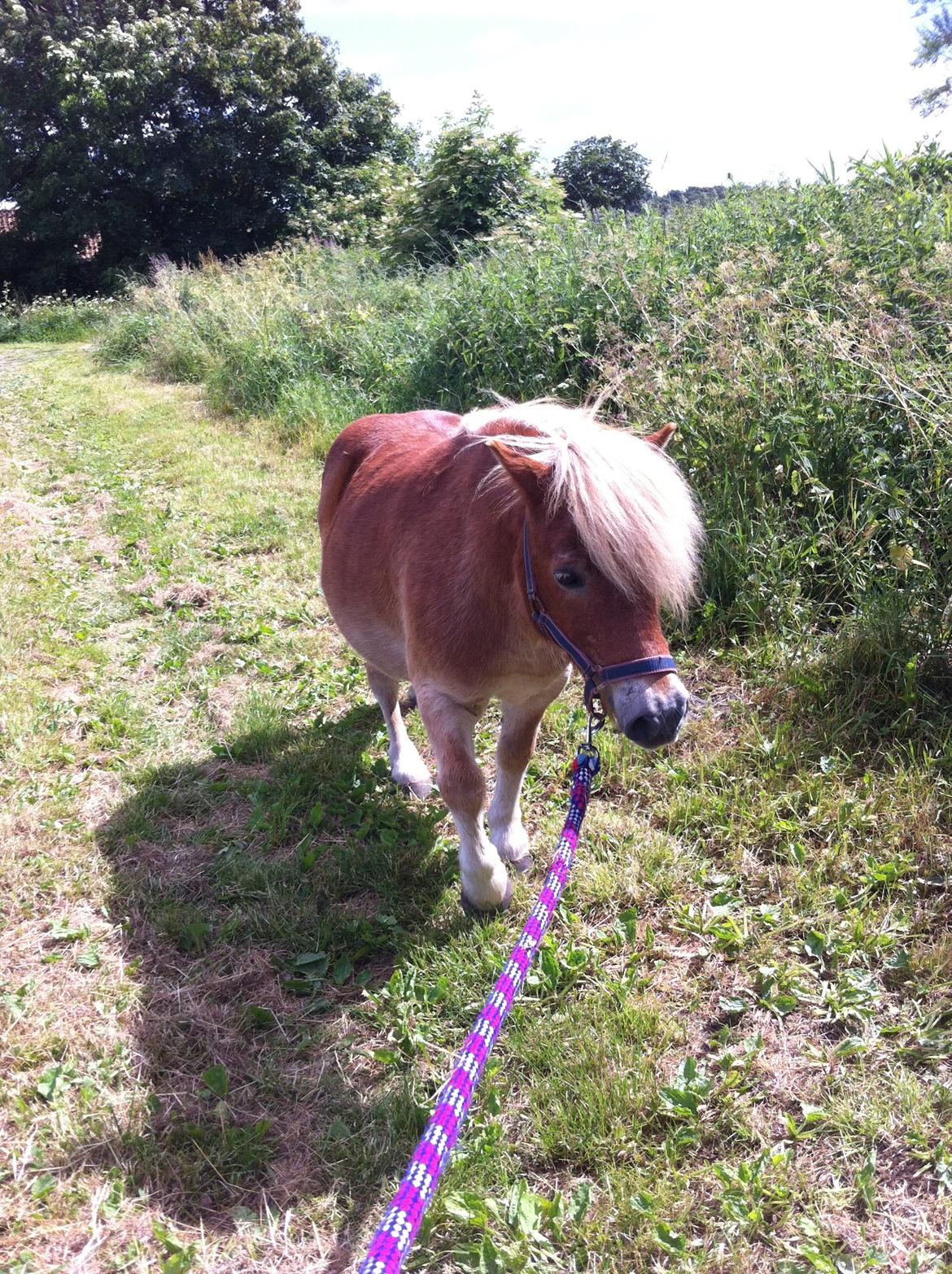 Shetlænder Artus - På tur:-D<3 billede 18