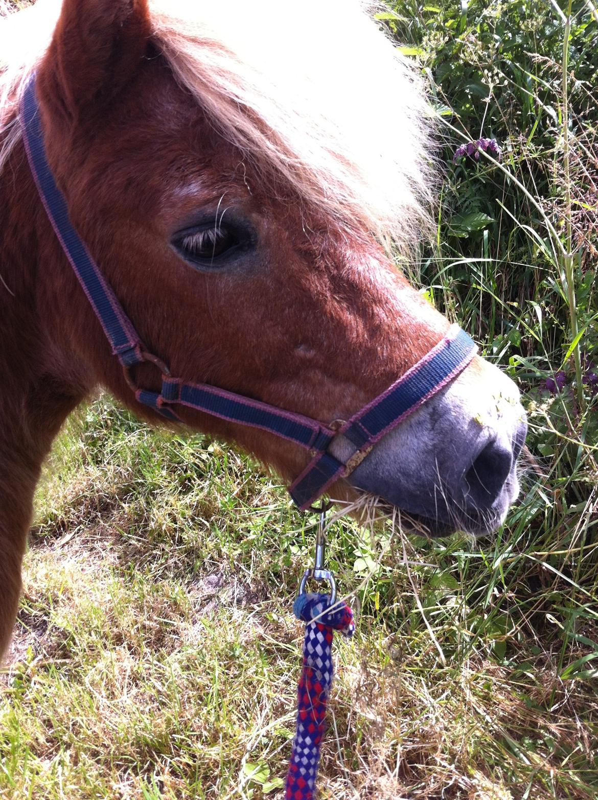 Shetlænder Artus - :-D<3<3<3<3 billede 17