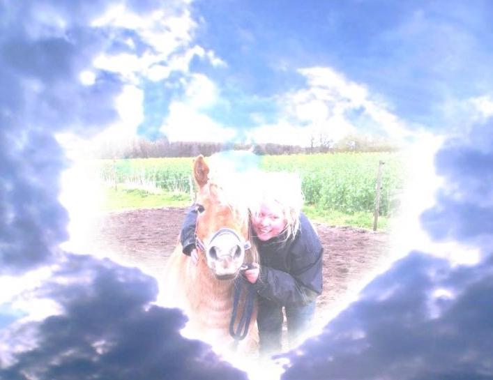 Shetlænder Artus - <3<3<3<3<3<3 billede 14