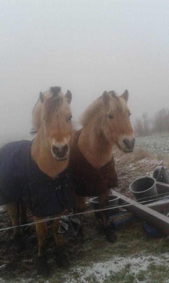 Fjordhest Toke - Enten i juleferien 2014 eller i starten af 2015 (y) Thor med det blå dækken og Toke ved siden af <3 billede 2