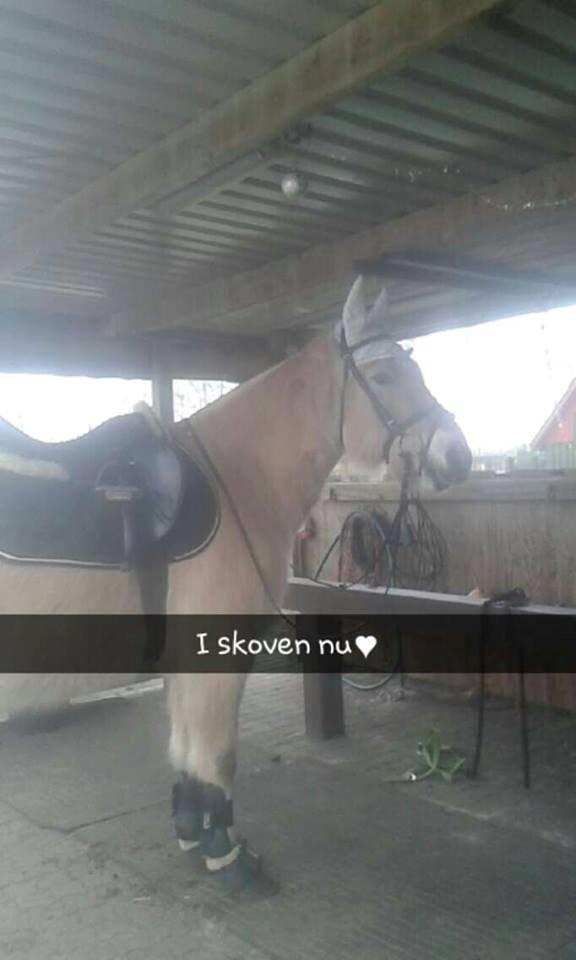 Fjordhest Toke - 12/2-15 <3 Det var ret sjovt i skoven <3  billede 5