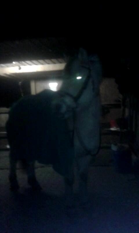 Fjordhest Toke - 2015.  billede 6