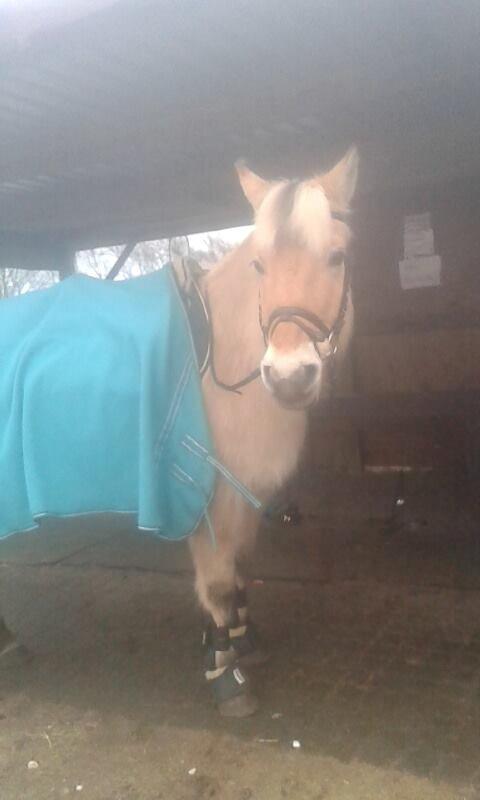 Fjordhest Toke - 2015  billede 7