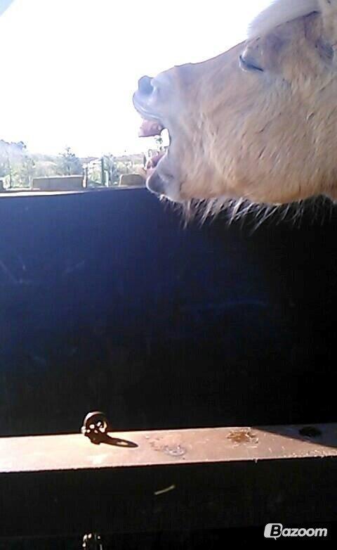 Fjordhest Toke - Træt? xD 2014 billede 8