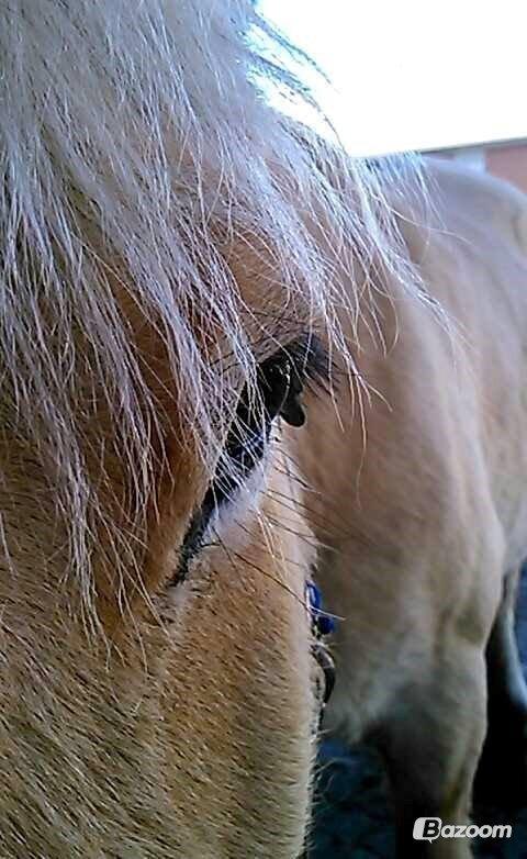 Fjordhest Toke - Hans smukke øje <3  billede 9