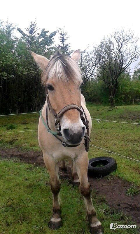 Fjordhest Toke - 2014-Med Melissa <3 billede 11